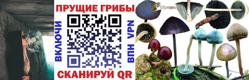 Псилоцибиновые грибы MAGIC MUSHROOMS  Купить где  Дорогобуж 